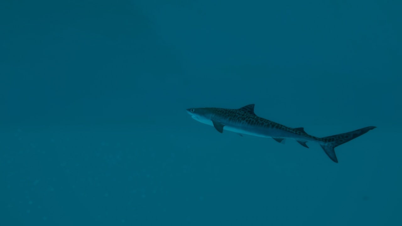 终极钓鱼模拟器2[Ultimate Fishing Simulator 2] 游戏截图8