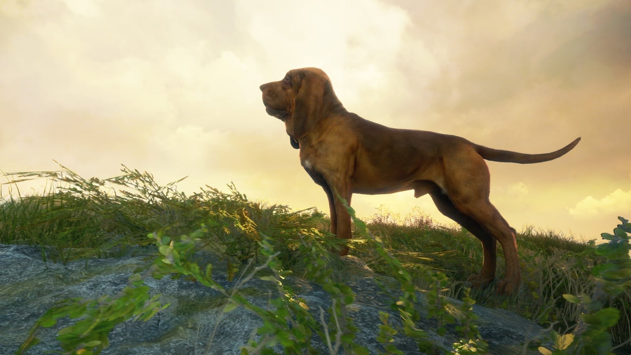 theHunter：野性的呼唤 - 寻血猎犬[theHunter: Call of the Wild - Bloodhound] 游戏截图2
