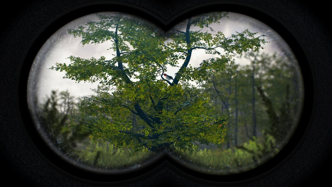 观鸟模拟器：鸟类摄影师[Birding Simulator: Bird Photographer] 游戏截图4