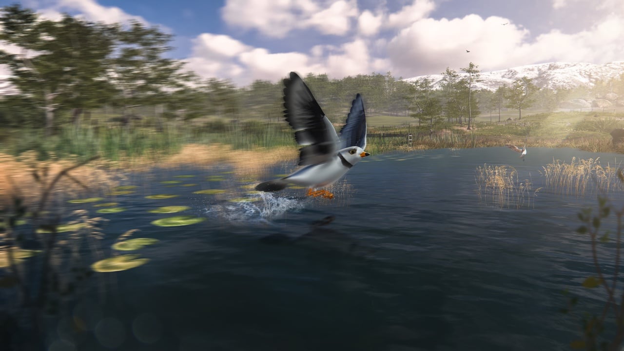观鸟模拟器：鸟类摄影师[Birding Simulator: Bird Photographer] 游戏截图8